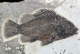 Excellent, Priscacara Fossil Fish - Wyoming #107877-1